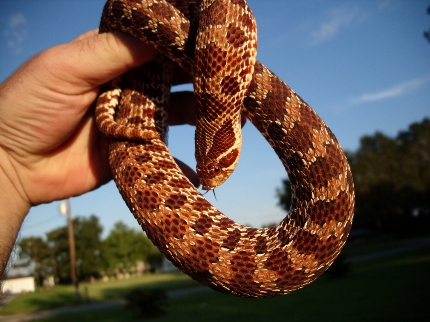My Western Hognose