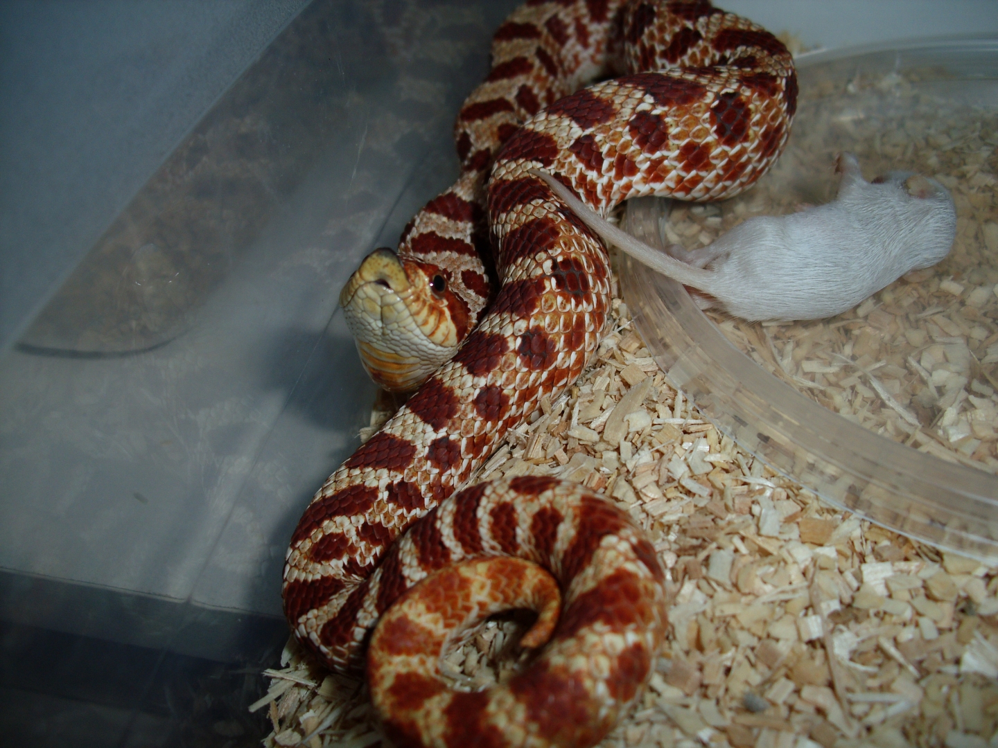 My Western Hognose