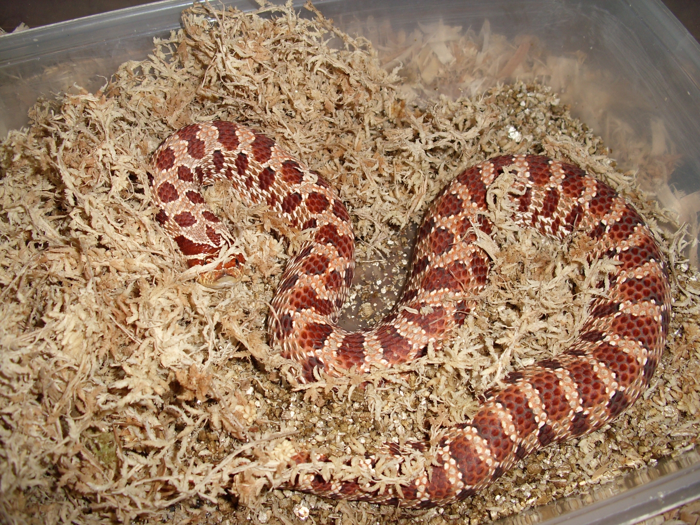 My Western Hognose
