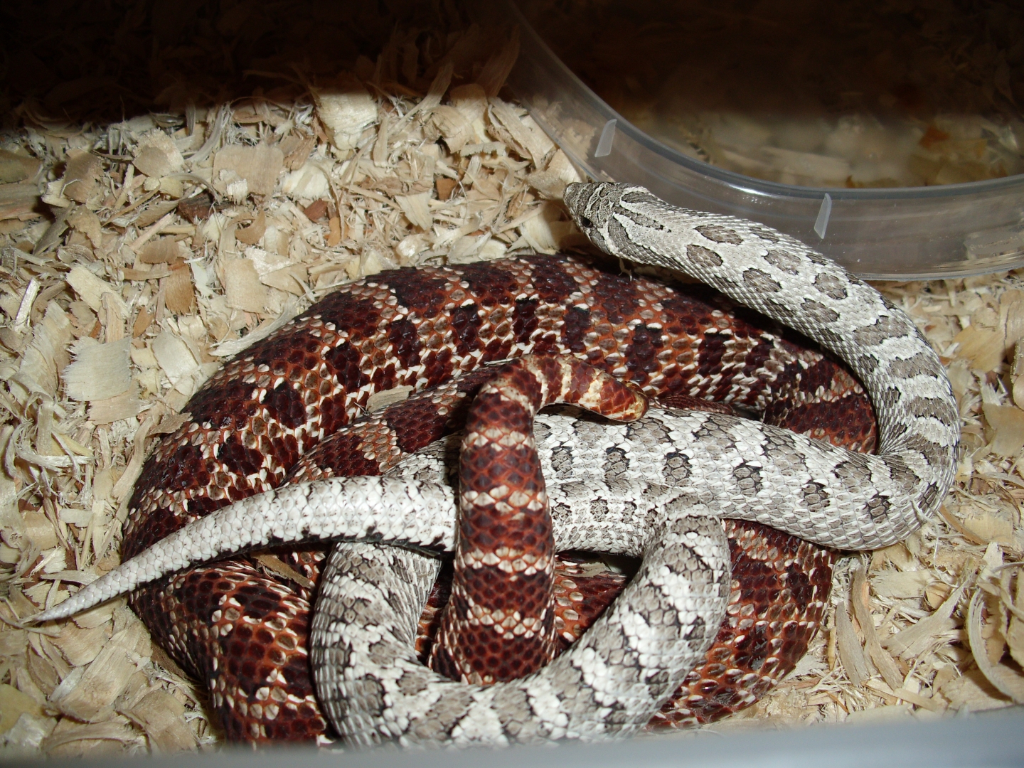 My Western Hognose