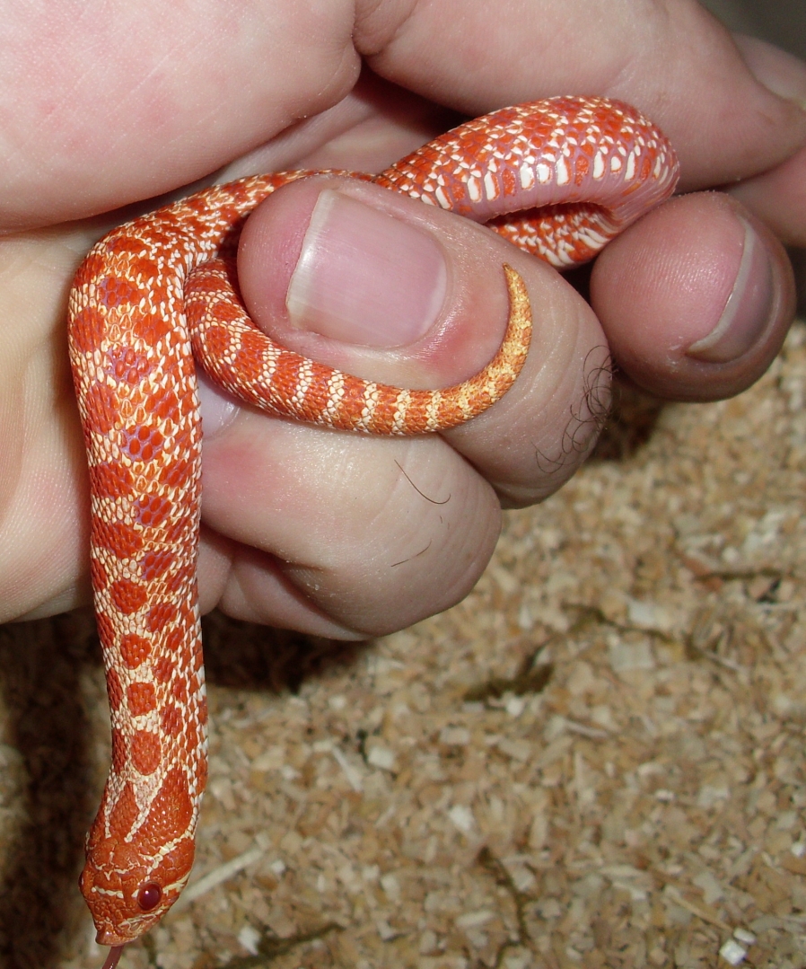 My Western Hognose