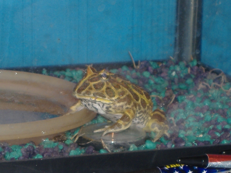 My Wifes Pacman Frog