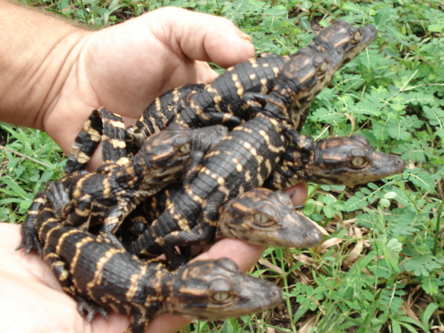My_Alligator