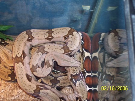 my_marajo_guyana_female