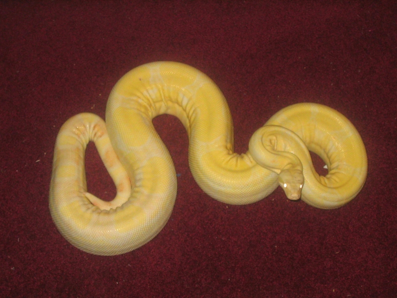 my_snake_pics_009