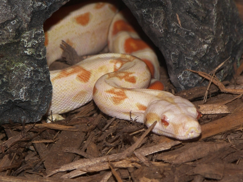 MYSTIQUE-06' Albino Boa