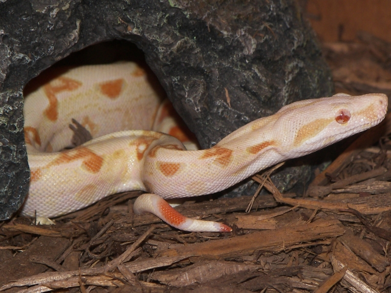 MYSTIQUE-06' Albino Boa