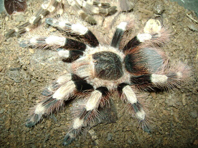 N. coloratovillosus Female