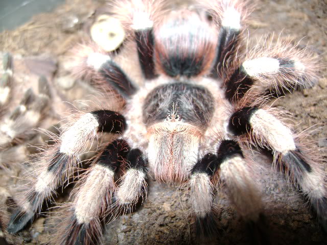 N. coloratovillosus Female