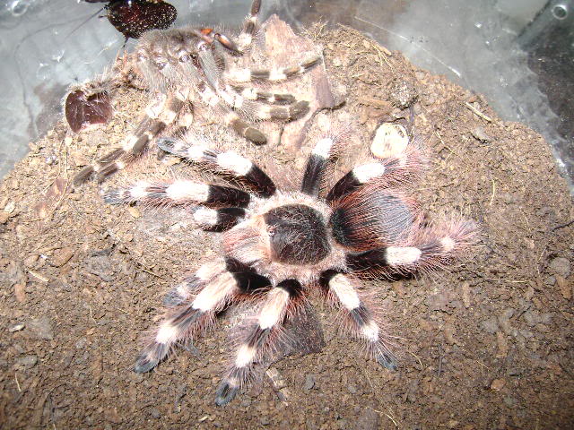 N. coloratovillosus Female