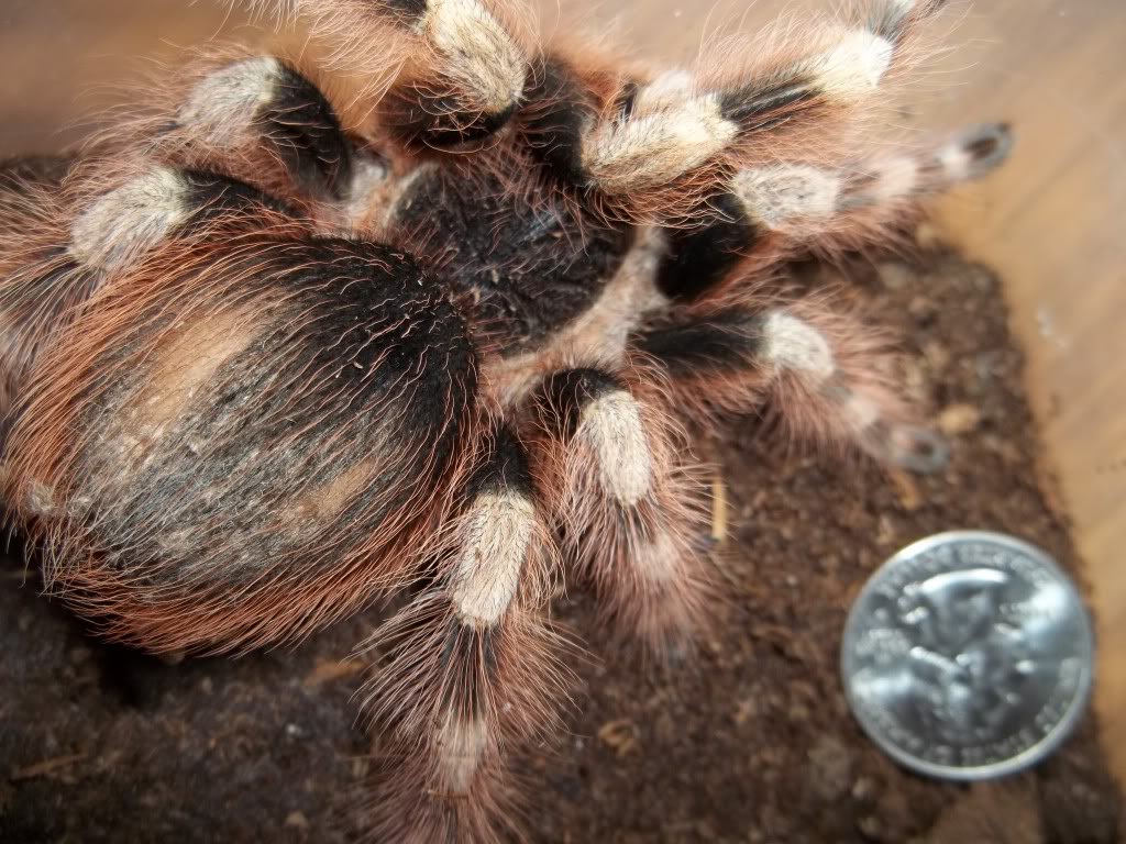 N. coloratovillosus Female