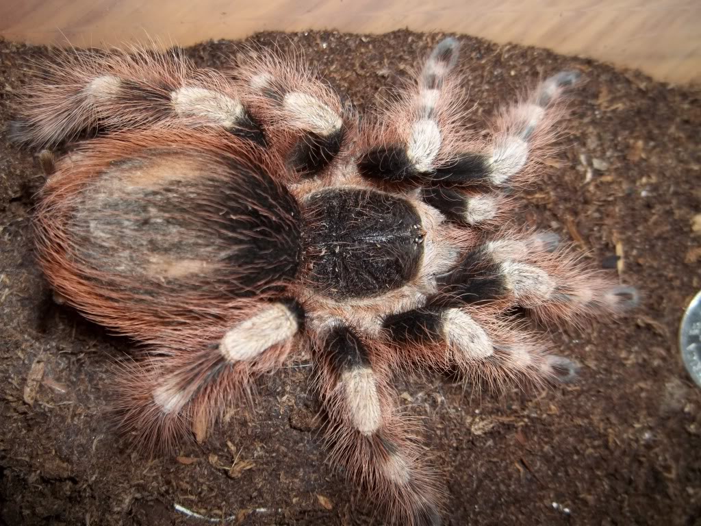 N. coloratovillosus Female
