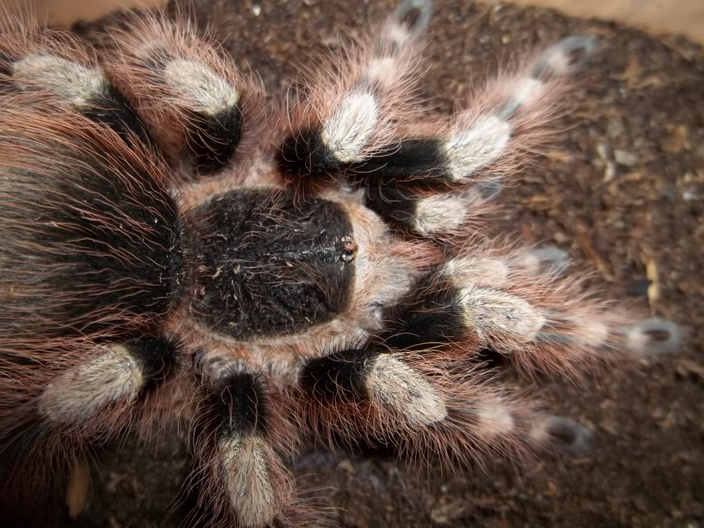 N. coloratovillosus Female