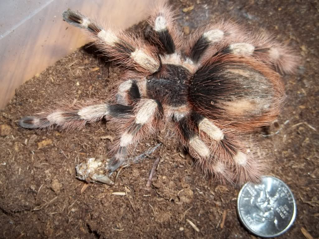 N. coloratovillosus Female