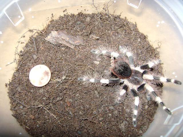 N. coloratovillosus Juvenile Female