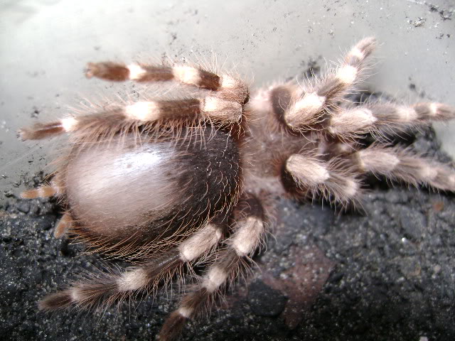 N. coloratovillosus Juvenile Female