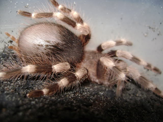 N. coloratovillosus Juvenile Female