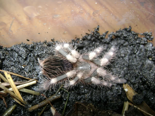 N. coloratovillosus Juvenile