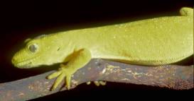 N. elagens "yellow morph"