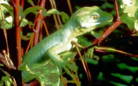 N. grayii