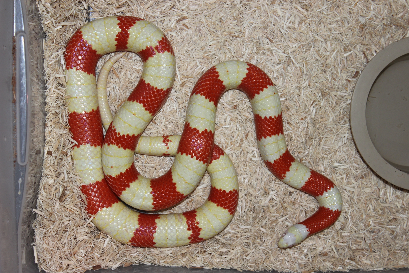 Nelsons-female