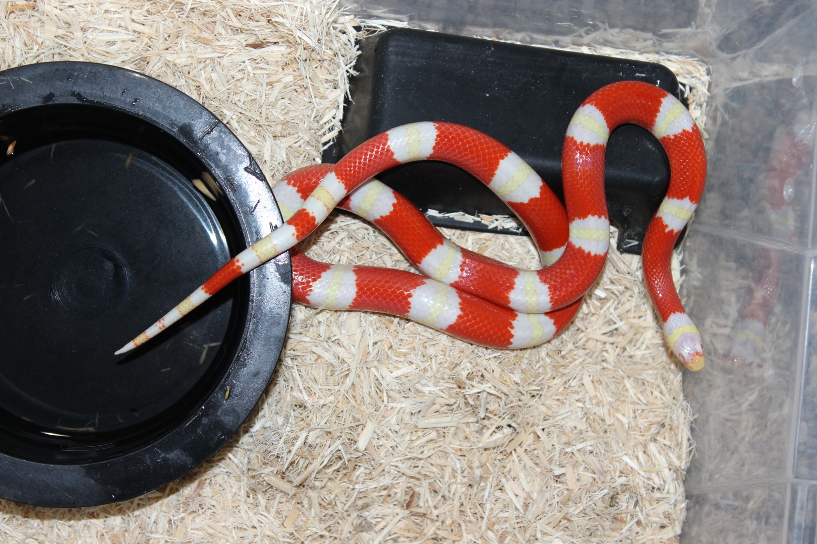 Nelsons-male