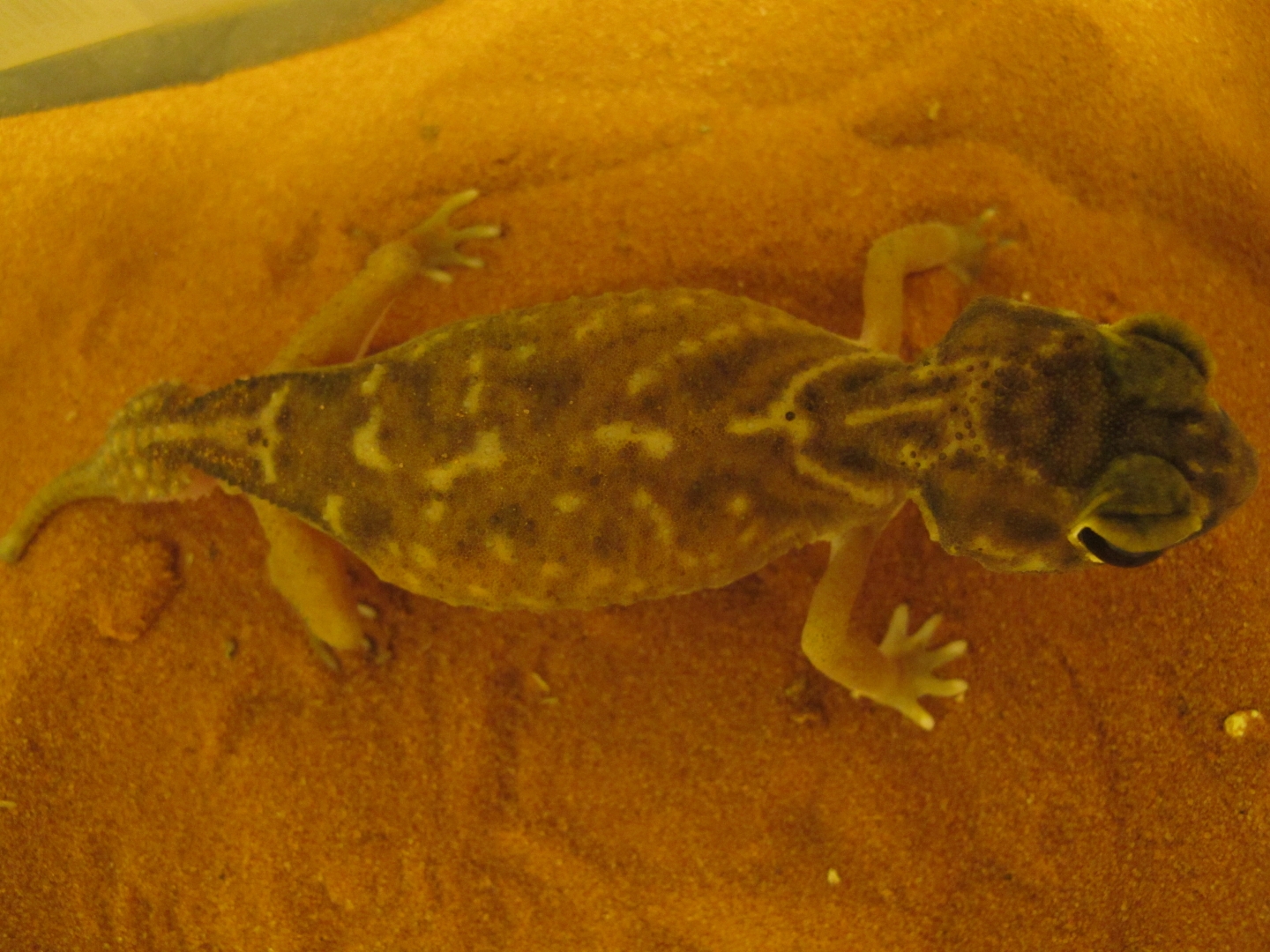 nephrurus deleani (Trio)