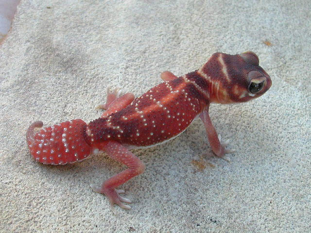 Nephrurus levis levis