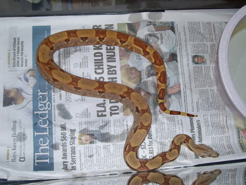 new arrival, orange tail hypo. boa female