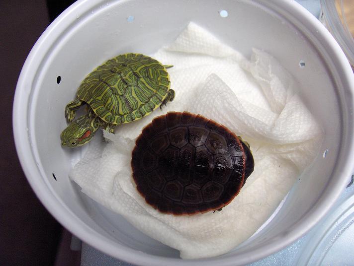 New Baby Turtles