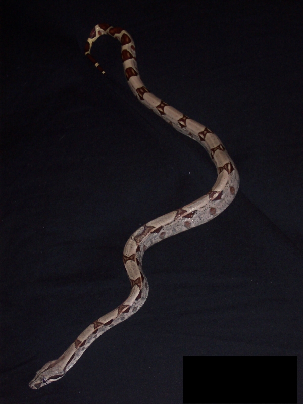 New Boa!!