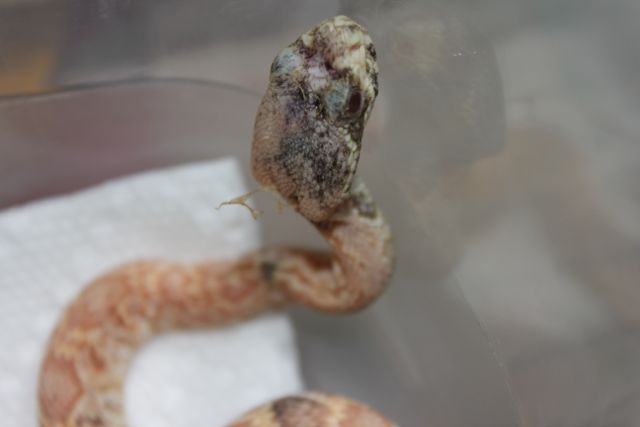 New Eastern Diamondback Morph
