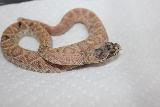New Eastern Diamondback Morph