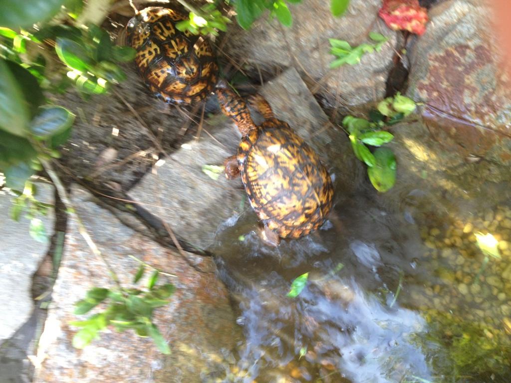 New Female and our Male-2