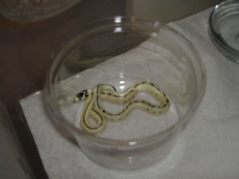New female