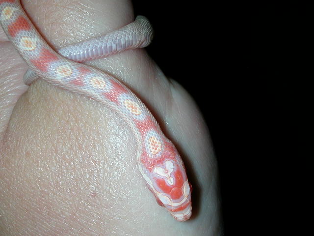 new hatchling