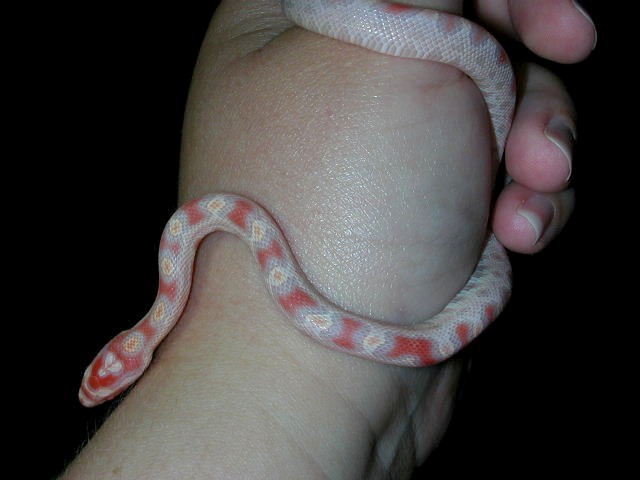 new hatchling