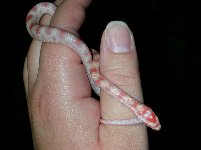 new hatchling