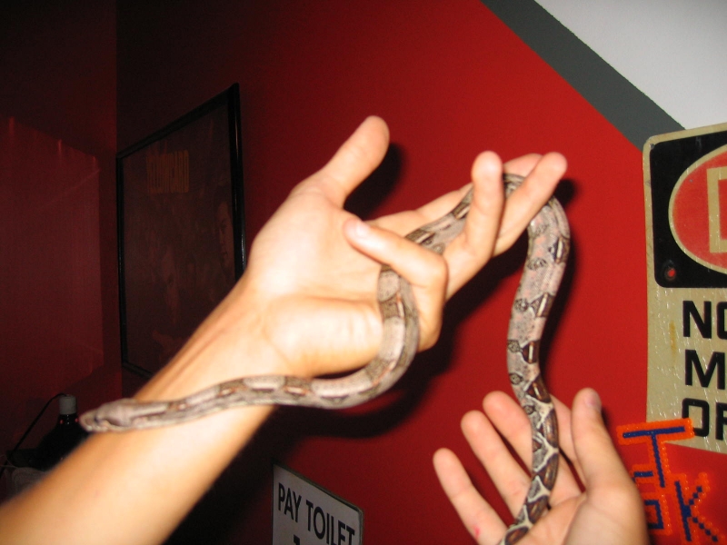 new het albino male!!