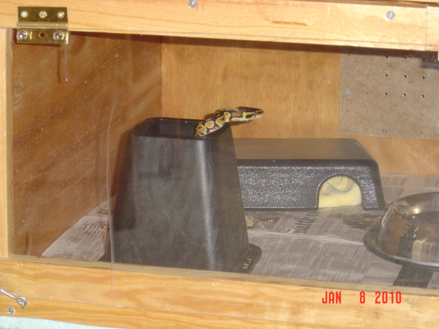 new hide