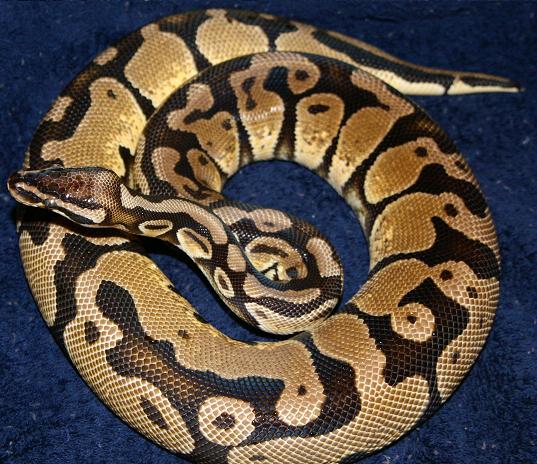 New Lemon Pastel