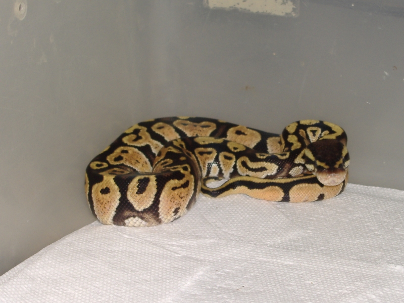 New pastel male