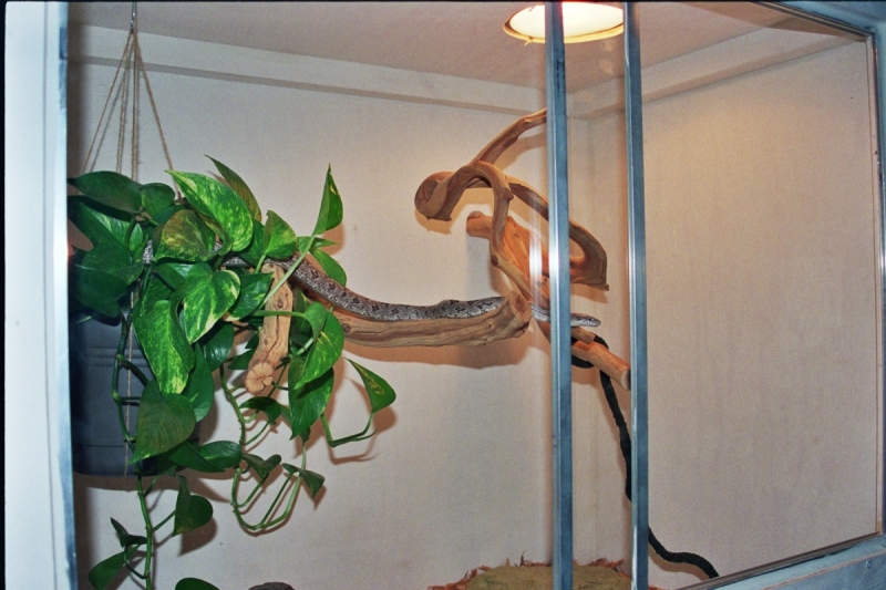 New Ratsnake Cage w/Cosmo