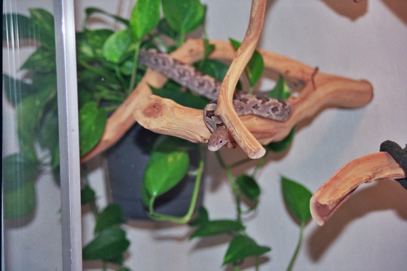New Ratsnake Cage w/Cosmo