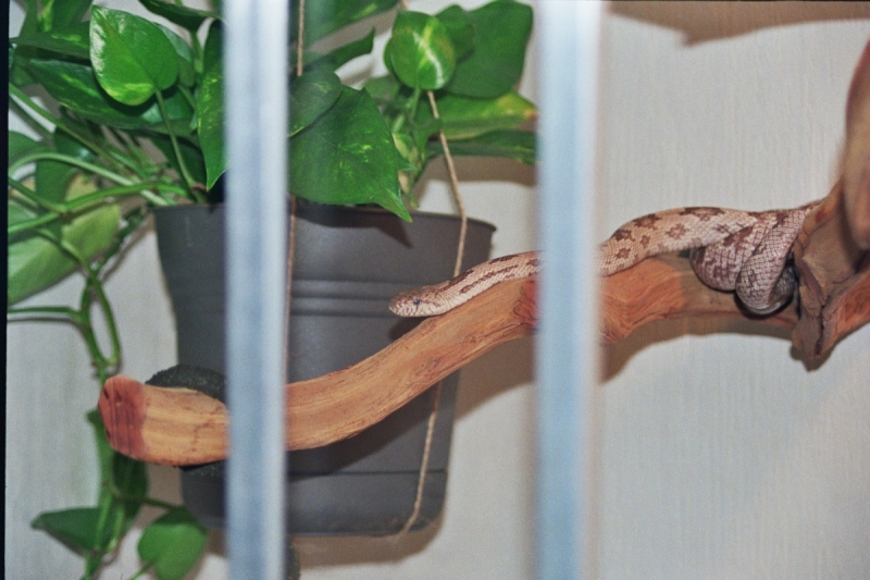 New Ratsnake Cage w/Wanda