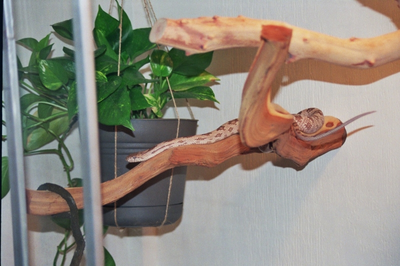 New Ratsnake Cage w/Wanda