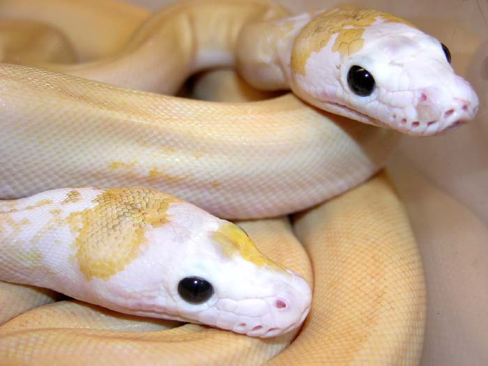 New Retic Morph