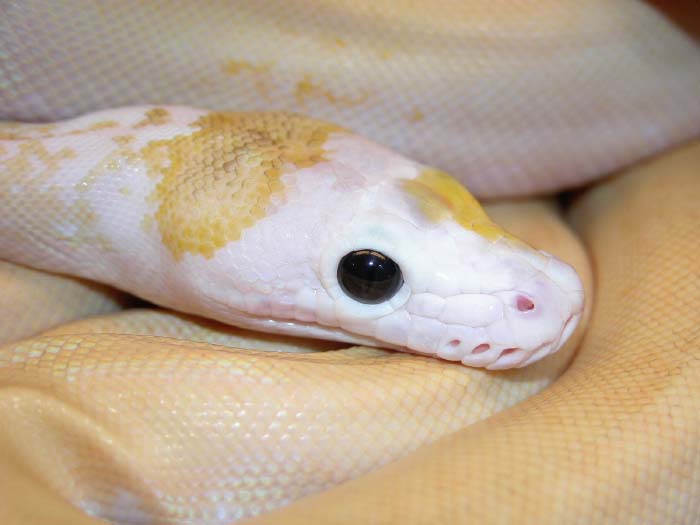 New Retic Morph
