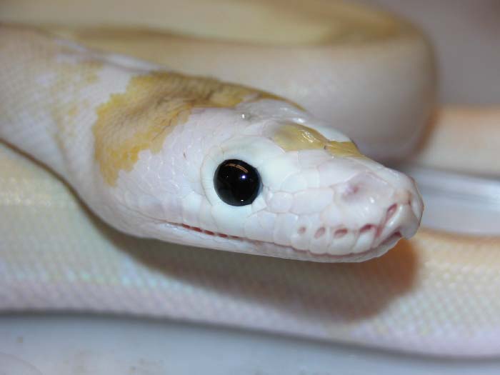 New Retic Morph