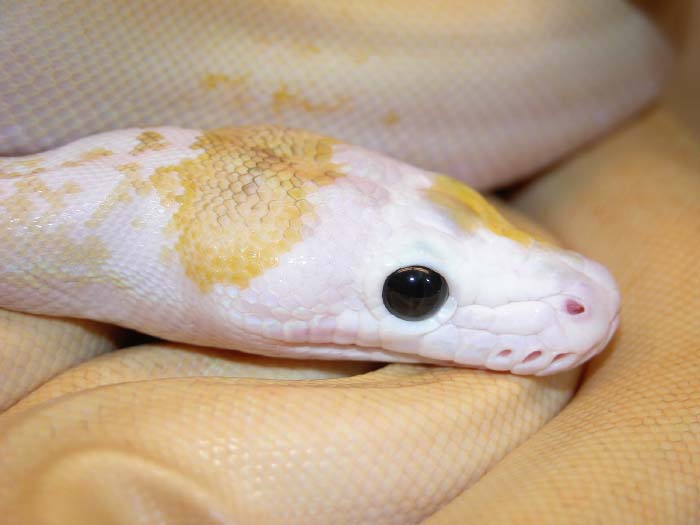 New Retic Morph
